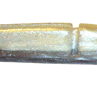 Silver Shad